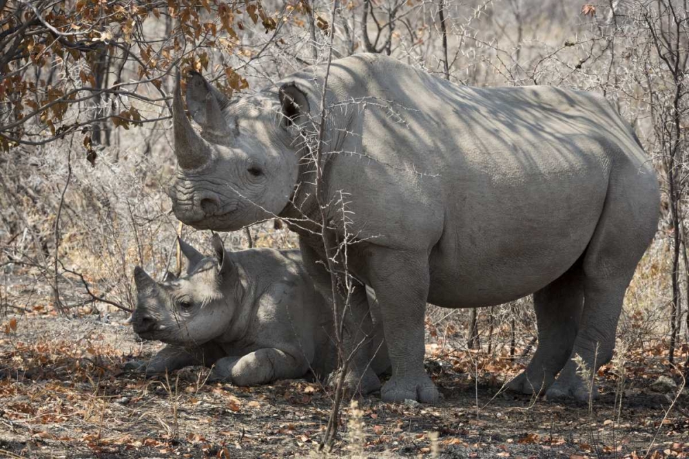 Namibia, Etosha NP Rhinoceros and baby in shade